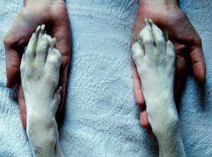 Najlepší priateľ človeka