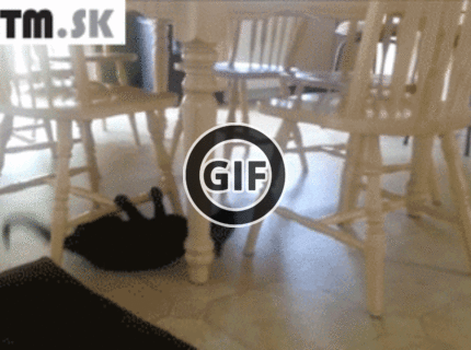 BRATM GIF: Najzábavnejší šport pre mačky :D