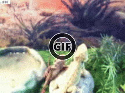 BRATM GIF: AKo sa zdravia zvieratká v chovprodukte :D