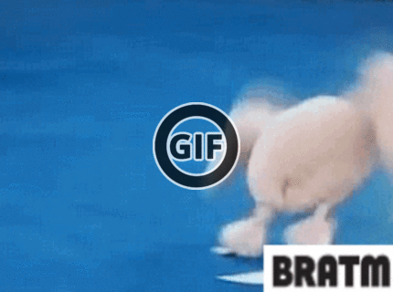 BRATM GIF: Pes gymnasta :D