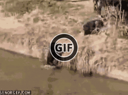 BRATM GIF: Úžasné! :) Milujúci rodičia medzi zvieratami :)