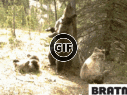 BRATM GIF: PARTY HARD ! :D