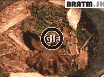 BRATM GIF: Ahoj, ja som tvoj nový kamarát :D