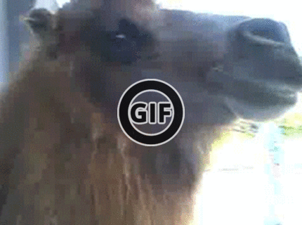 BRATM GIF: Nečakaný zákazník :D