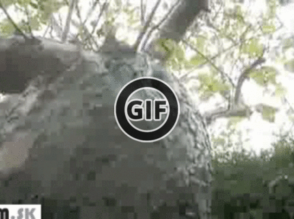 BRATM GIF: Úžasné! vidíte to tam ? :)