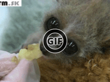 BRATM GIF: Kto uhádne, aké je to zvieratko ? :D