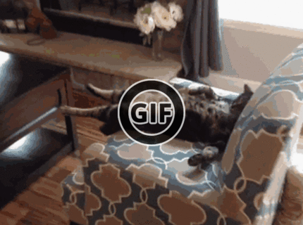 BRATM GIF: Rozkošný pán domu ODHALENÝ :D