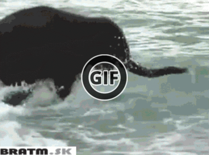 BRATM GIF: Roztomilé slonie šantenie :D