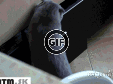 BRATM GIF: Odhalený kocúr ako sa pokúša ukradnúť...