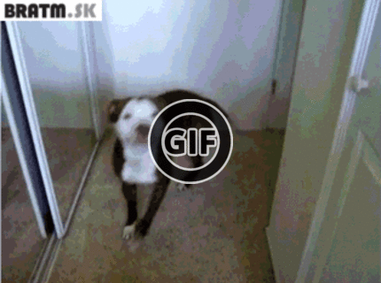 BRATM GIF: :D Tak toto je podarené :)