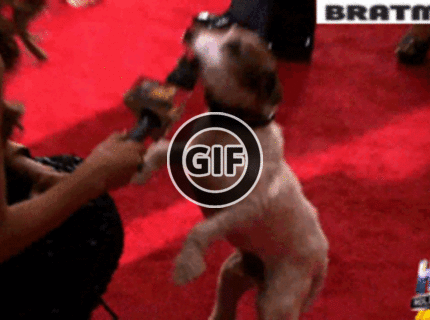 BRATM GIF: Šokujúce, ako sa správajú psy prominentov :D