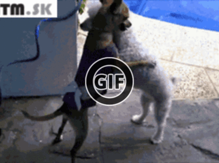 BRATM GIF: Roztomilý tancujúci párik :)