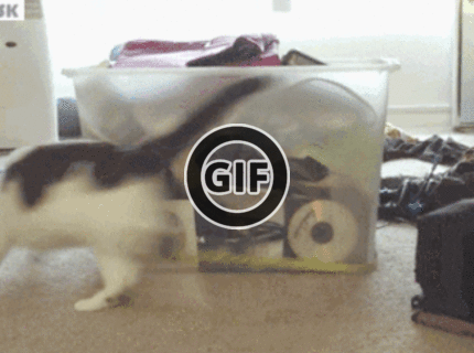 BRATM GIF: Zábavná hra pre mačky :D