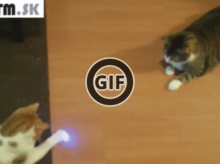 BRATM GIF: Funny mačací ping pong :D