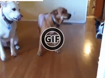 BRATM GIF: Ustúpte ! ... prichádza pán :D