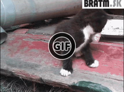 BRATM GIF: Roztomilý pád mačiatka :)