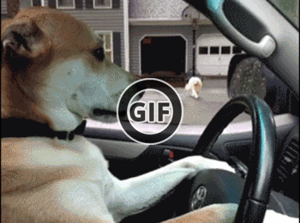 BRATM GIF: HA- Ha :D Psie rande ako sa patrí :D