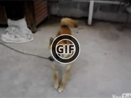 BRATM GIF: Super dancing dog :D