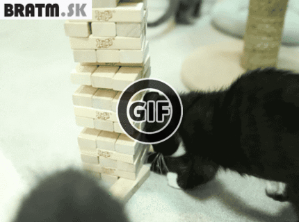 BRATM GIF: Takto sa hrajú inteligentné mačky :D