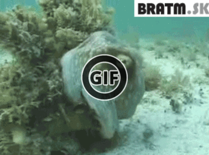 BRATM GIF: Dokonalá kamufláž :D