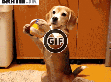 BRATM GIF: Šikovný ! Psík, ktorý chytá loptu :)