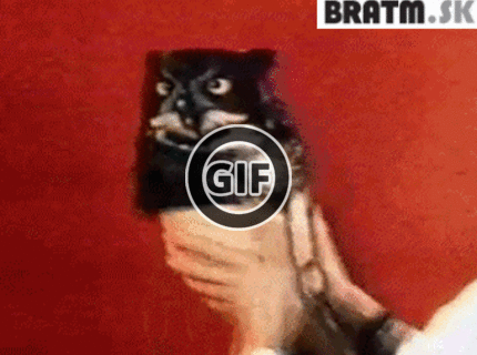 BRATM GIF: Hmmm, ako to tie sovy robia ?! :D