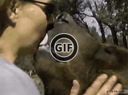 BRATM GIF: ODVAHA ! bozk od medveďa :D