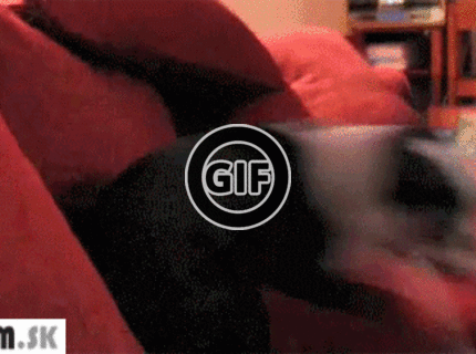 BRATM GIF: Boston teriér a jeho šibalský výraz :D