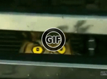 BRATM GIF: ČO tam robí preboha tá sova ? :D