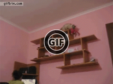 BRATM GIF: Dôkaz, že aj mačka dokáže aportovať :D