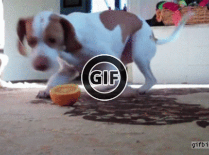 BRATM GIF: Roztomilé ! zábavná hra psíka s pomarančom :D
