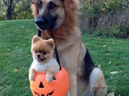 Najpodarenejšia halloweenska foto :D