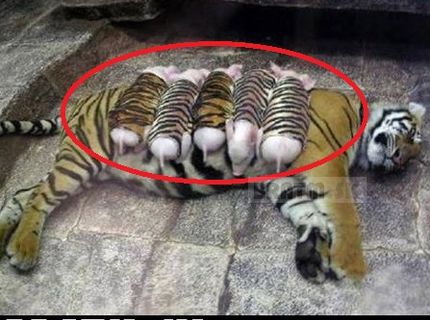 Roztomilé :D :D prasiatka ako malé tigríčatá :D