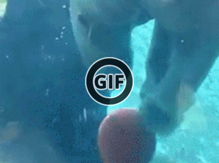 BRATM GIF: Šikovný polárny medveď a jeho basket :D