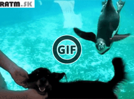 BRATM GIF: Podarené ! :D tučniaka zaujal psí chvost :D