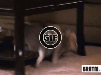 BRATM GIF: Rozkošná synchronizácia :D