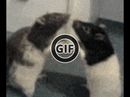 BRATM GIF: Inteligencia potkanov, zjavne si uvedomili, že bitka nemá zmysel :D