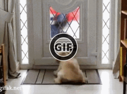 BRATM GIF: Podarené ! :D psík čaká na poštára :D