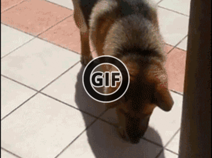 BRATM GIF: Aj psia inteligencia niekedy sklame :D