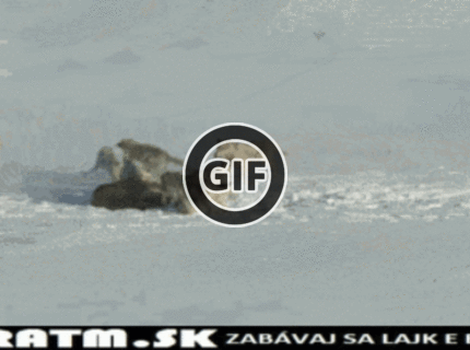 BRATM GIF: Rýchlo bežte, máme meškanie ! :D