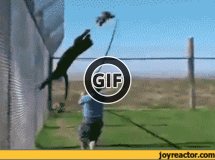 BRATM GIF: Úžasný skok šelmy :D