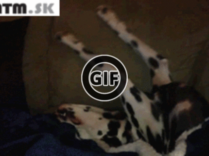 BRATM GIF: ČO myslíte, o čom sníva tento psík ? :D