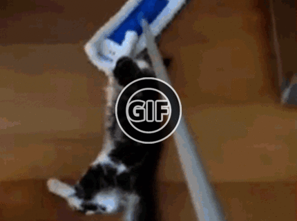 BRATM GIF: Dopravný prostriedok pre mačky :D