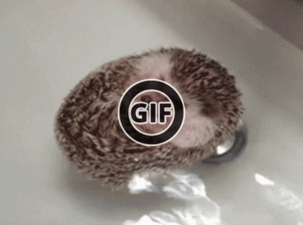 BRATM GIF: Najpodarenejší ježko vo vode :D