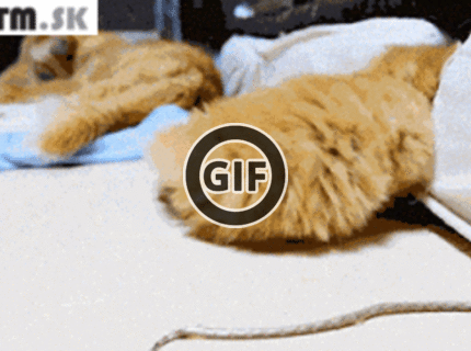 BRATM GIF:  Malé rozkošné mačiatko si hľadá pohodlie :D