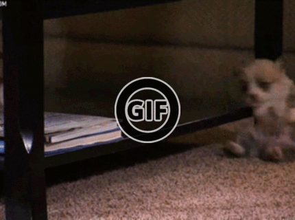 BRATM GIF: Roztomilé šteniatko :)))) toto musíš vidieŤ :)