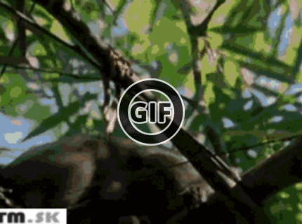 BRATM GIF: Najsrandovnejší tvor zo zvieracej ríše :D