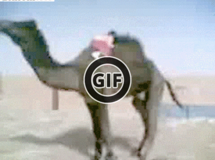 BRATM GIF: POSTUP , ako sa nasadá na ťavu :D