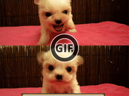 BRATM GIF: Jeej, tento divoch je ale rozkošný :D