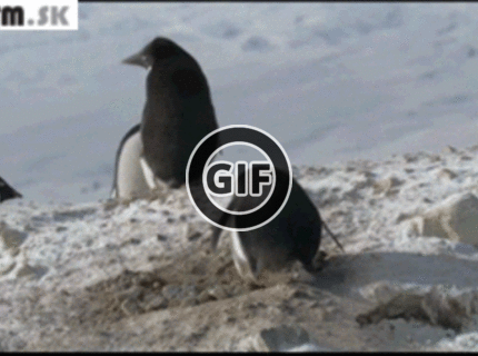 BRATM GIF: Zlodej medzi tučniakmi :D